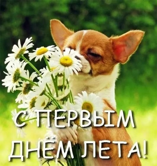 Картинки с первым днем лета (55 открыток). Красивые картинки с первым днем лета
