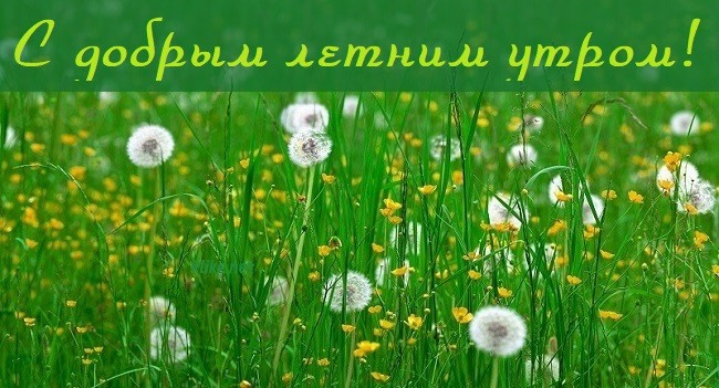 Картинки с добрым летним утром (195 открыток). Позитивные картинки с пожеланием Доброго летнего утра