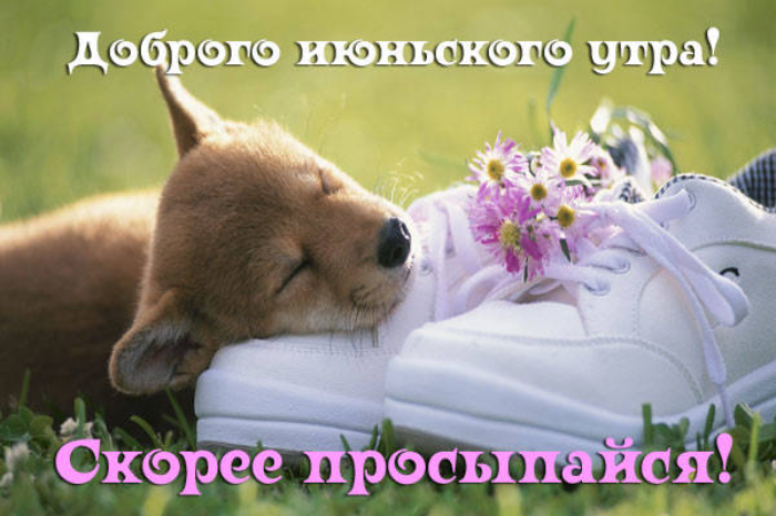 Картинки с добрым июньским утром (140 открыток). Позитивные картинки с пожеланием Доброго июньского утра