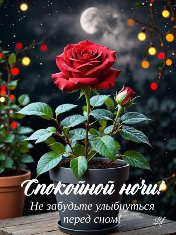 Картинки "Доброй летней ночи". Красивые открытки Доброй летней ночи с цветами