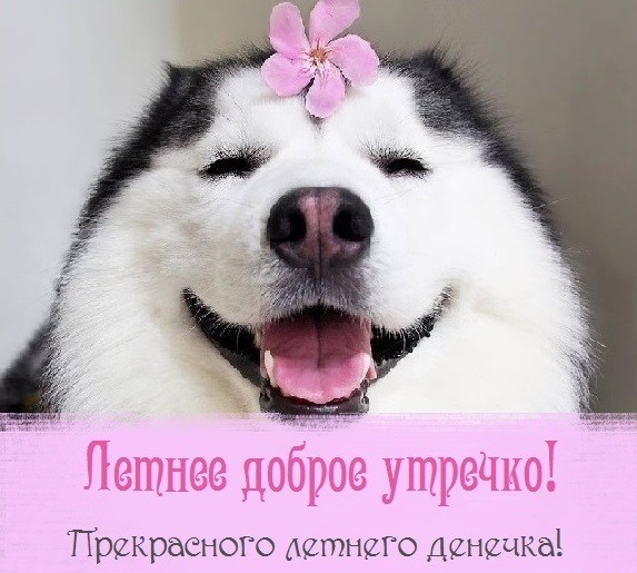 Картинки с добрым летним утром (195 открыток). Позитивные картинки с пожеланием Доброго летнего утра