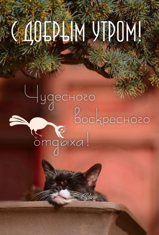 Картинки Доброе утро воскресенья (90 открыток). Картинки с надписью "Доброе утро воскресенья"
