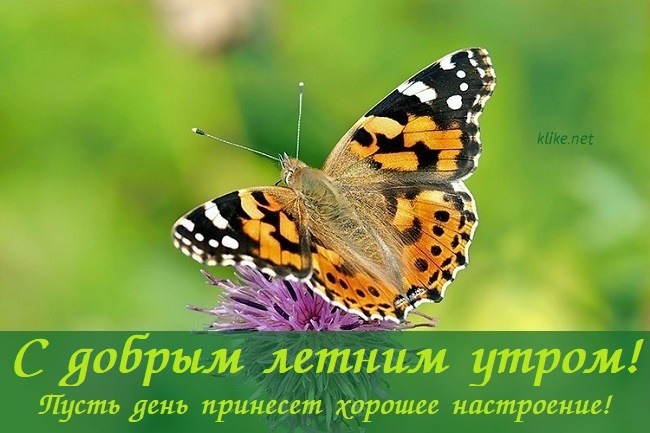 Картинки с добрым летним утром (195 открыток). Позитивные картинки с пожеланием Доброго летнего утра