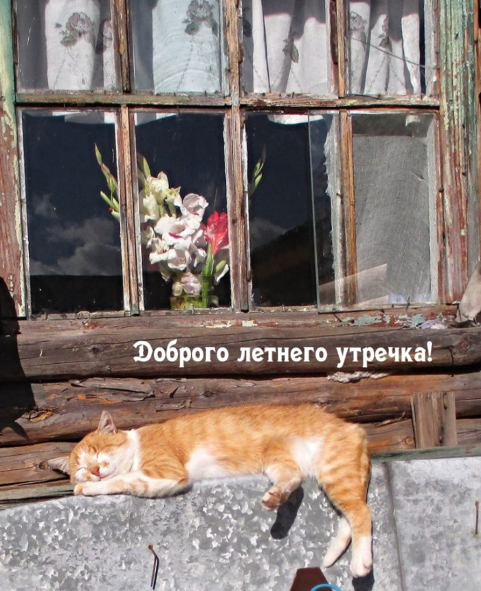 Картинки с добрым летним утром (195 открыток). Позитивные картинки с пожеланием Доброго летнего утра