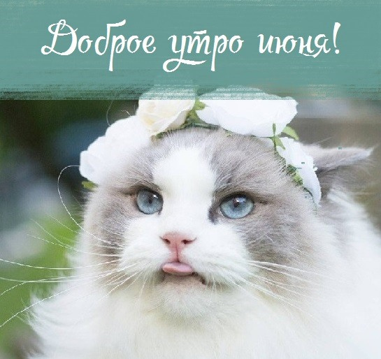Картинки с добрым июньским утром (140 открыток). Доброе утро июня: картинки с надписями