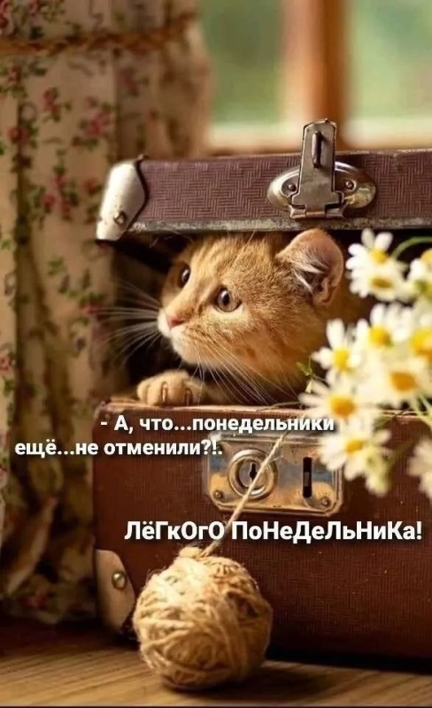 Картинки Доброе утро понедельника (70 открыток). Доброе утро понедельника - картинки позитивные