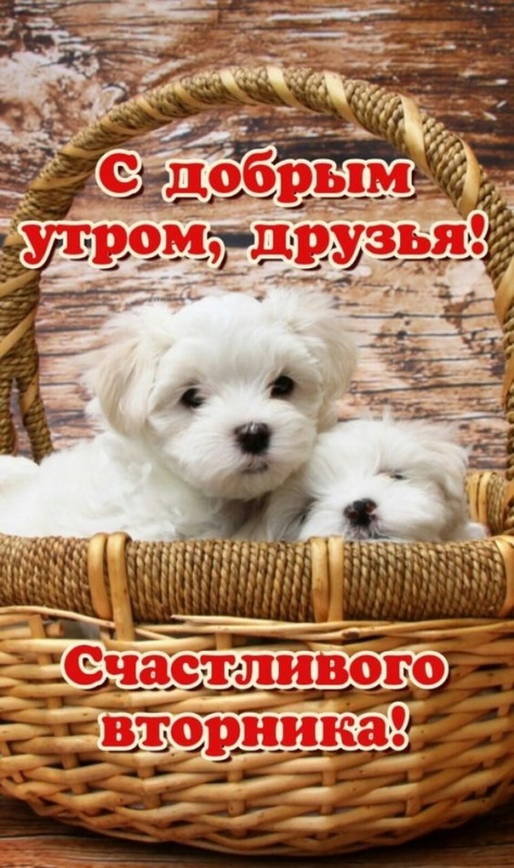 Картинки Доброе утро вторника (65 открыток). Позитивные картинки Доброе утро