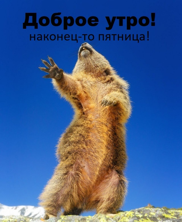 Картинки Доброе утро пятницы