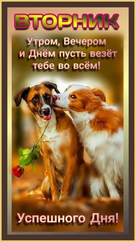 Картинки Доброе утро вторника (65 открыток). Картинки Доброе утро вторника - красивые и новые