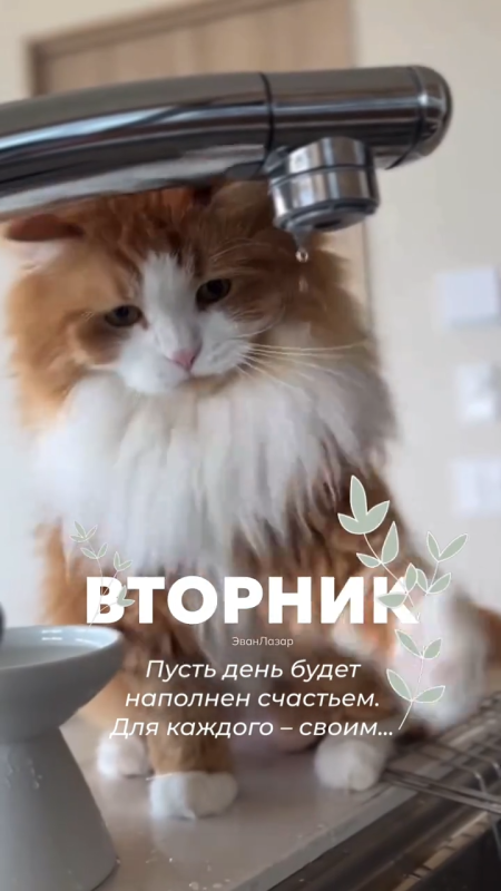 Картинки Доброе утро вторника (65 открыток). Позитивные картинки Доброе утро