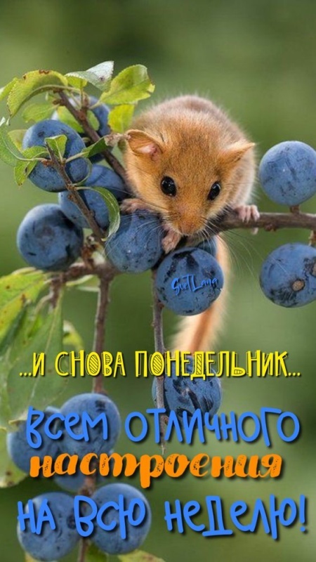 Картинки Доброе утро понедельника (70 открыток). Доброе утро понедельника - картинки позитивные