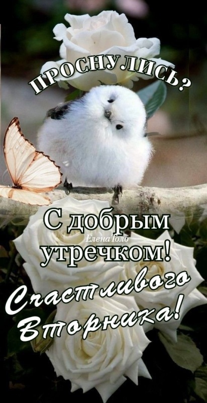 Картинки Доброе утро вторника (65 открыток). Позитивные картинки Доброе утро