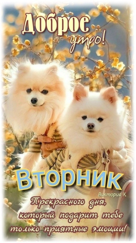 Картинки Доброе утро вторника (65 открыток)
