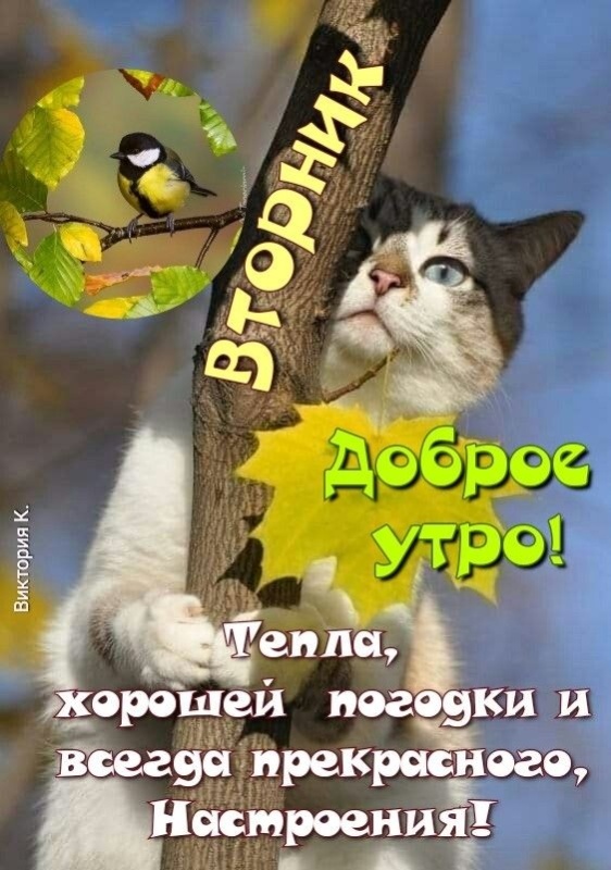 Картинки Доброе утро вторника (65 открыток). Позитивные картинки Доброе утро